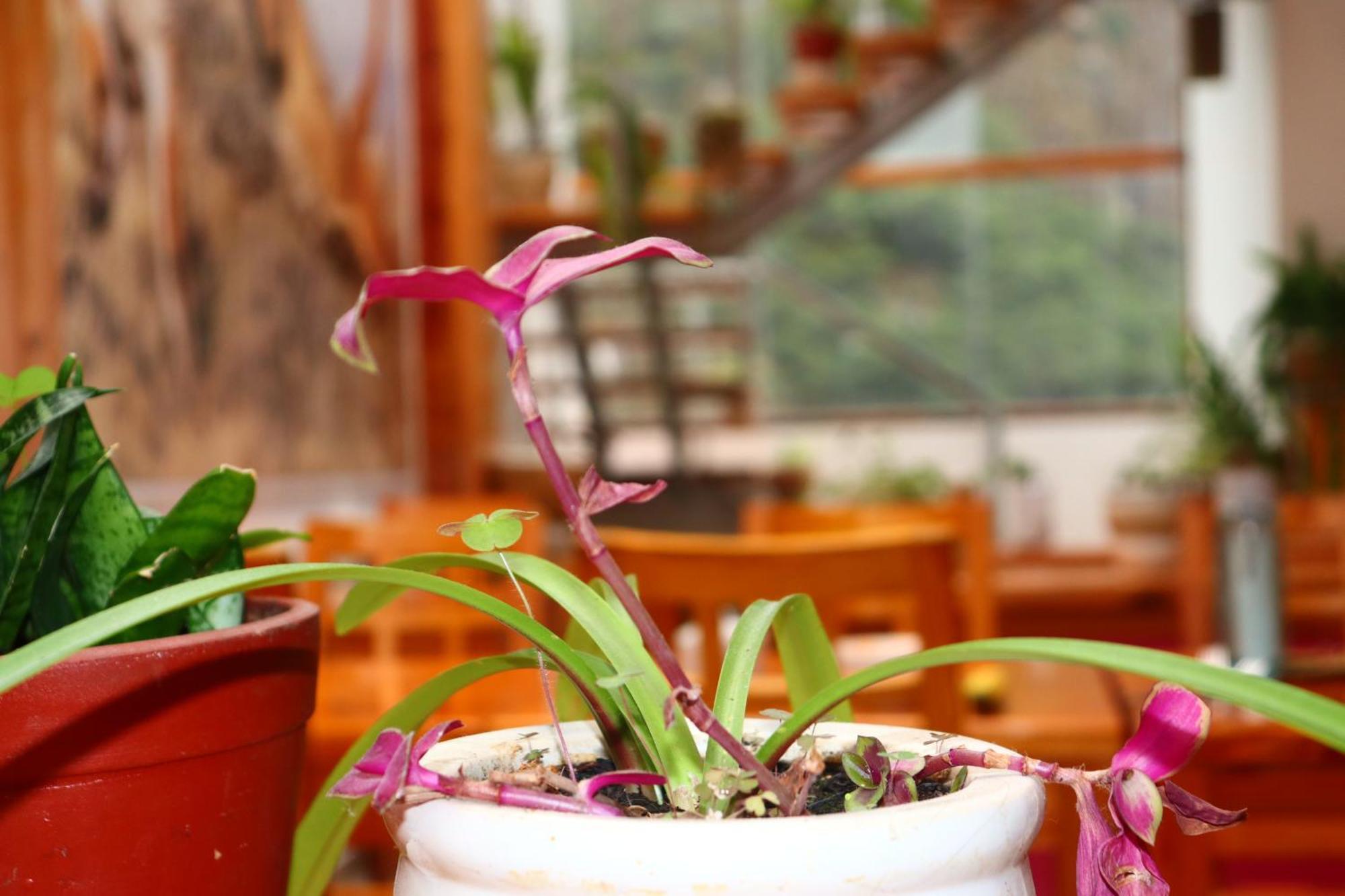 Fenix Hotel Machupicchu Dış mekan fotoğraf